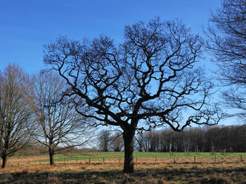This landscape photograph captures a striking view of a large bare tree standing prominently in a field, its intricate network of branches sharply silhouetted against a clear blue sky. Taken in the early afternoon during the winter season, the image conveys the stark beauty of trees without their leaves, with several other bare trees visible in the background. The sunlight highlights the open fields and the distant tree line, giving the scene a crisp and serene winter atmosphere.